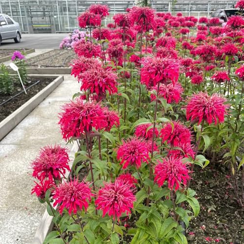 Semillas resistentes de ortiga india, perennes de jardín de melisa que cubren el suelo, 50pcs