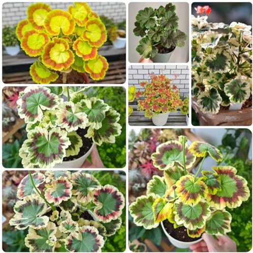 semi di geranio resistenti, biologici primaverili rampicanti balcone rialzato 120pcs