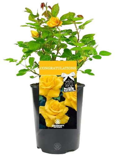 Rosal Arbustivo Amarillo Natural Planta de Primavera para Renovar tu Jardín