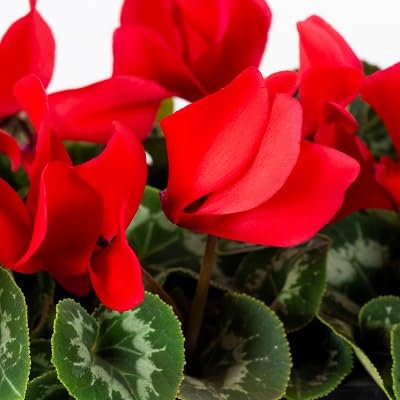 Graines de fleurs de cyclamen 100 pièces rouges