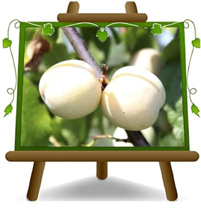 Prune Gênes - Plante fruitière vieux sur pot 20 greffé Porte-greffe myrobolan - arbre 170 cm - 2 ans