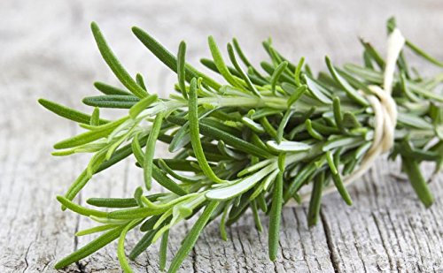 Romero de jardín casero - para cultivo en interiores y balcones - 80 semillas