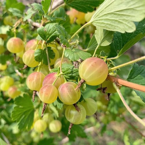 johannisbeeren samen, johannisbeerstrauch exotische pflanzen winterhart stachelbeeren pflanzen dekoration wohnzimmer winterharte balkonpflanzen obstbaum seltene pflanzen garten deko 250pcs