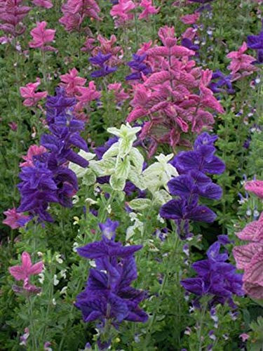 100 Clary Crown Bouquet Mixed Seeds - Clary Sage - Salvia Horminum - 100 Seeds