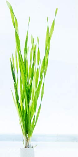 Lincolnshire Pond Plants Ltd Twisted VALLIS - Live Aquarium Plant - Corkscrew vallis - vallisneria tortifolia - Loose (10)