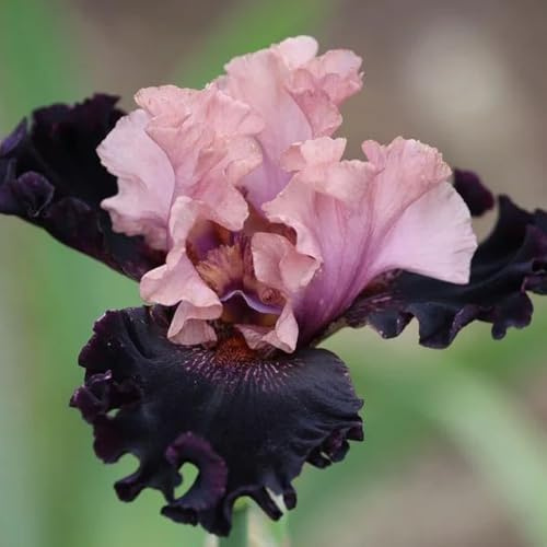 iris, raras de primavera regalos sostenibles, cubresuelos, resistentes, perennes Cultivando jardín en un balcón. decoración jardín en miniatura regalos 2bulbos