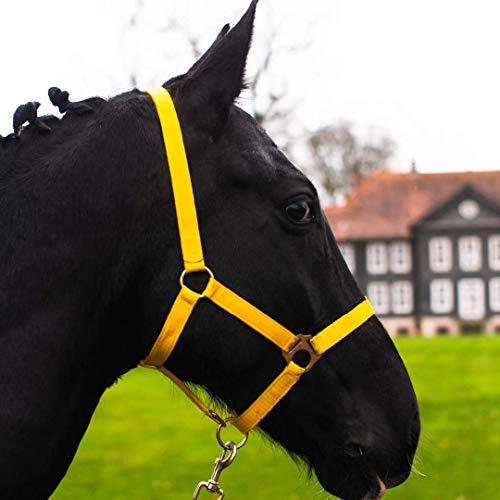 Headcollar for Horses Warmblood, Thoroughbred, Coldblood - Stable Halter, Pasture Holder, 2 Adjustable Chin Strap and Headpiece, Safe & Tear-Resistant (Yellow, Cold-Blood)