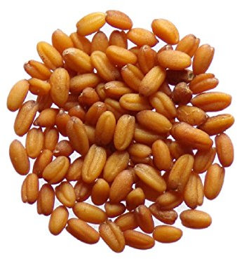 Cameline - Camelina Sativa (Engrais Vert) SEM02 (Varété - Bio 3 grammes)