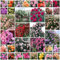 ZTZHYZR 30pcs Graines De Roses, Rosier Grimpant De Couleurs Mélangées, Croissance Rapide, Peuvent Fleurir en Toutes Saisons, Plantes Semences pour Le Jardin, Adaptées Jardin, Treillis Et Clôtures