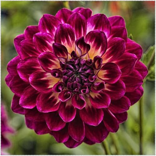Tubérculos de dalias resistentes - Con rizoma saludable para plantación en exteriores e interiores-10Tubérculos-G