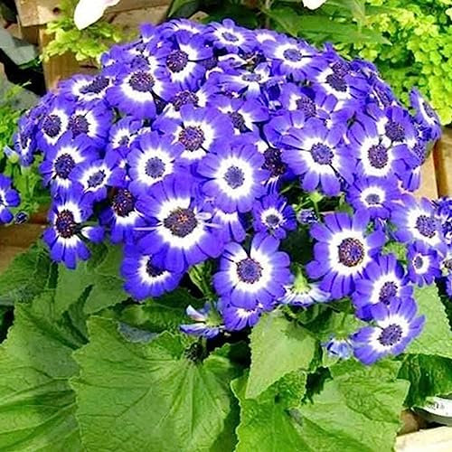 Chrysanthemensamen, 300 Stück/Beutel, Chrysanthemensamen, fantastische blaue Bonsai-Gartenblumensamen, Blumen-, Obstbaum- und Gemüsesamen Gänseblümchen-Samen