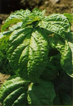 Basil Lettuce Leaf Ocimum basilicum 1,000 Seeds