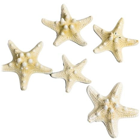 SIXRUN Ensemble Décoratif D'étoile de Mer pour Aquarium, Bel Ensemble pour Cadre Photo à Faire Soi-même, Ornement de Maison et D'Aquarium, Choix de Cadeau Unique et Durable pour Les Amateurs (Type 1