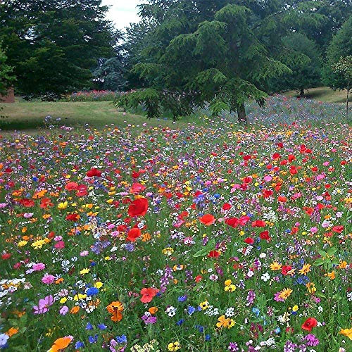 UK 100% Wild Flower Seed Mix Annual Meadow Genuine UK Seed Plants Attracts Bees & Butterfly (100g) Pure Wildflower Seeds Mix 3