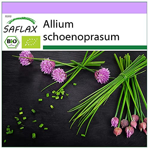 SAFLAX - BIO - Ciboulette - 250 graines - Allium schoenoprasum