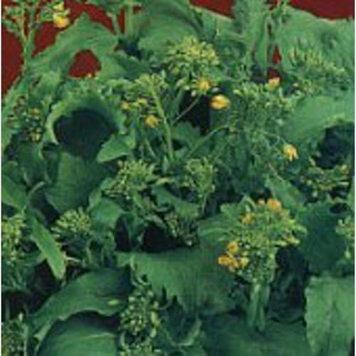 Spring Rapini Broccoli Raab Seeds (40 Seeds) Seeds for Planting, Farm, Growing in Garden, Greenhouse, Vegetable, Fruit