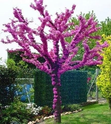 Judasbaum Cercis canadensis Pflanzen Setzlinge Schöne rosa Blüten, großer Sämling 35-50cm
