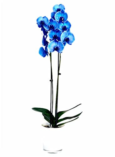 Orquídea Alevilla con Flores Azules Planta Natural para Casa y Oficina, DECOALIVE