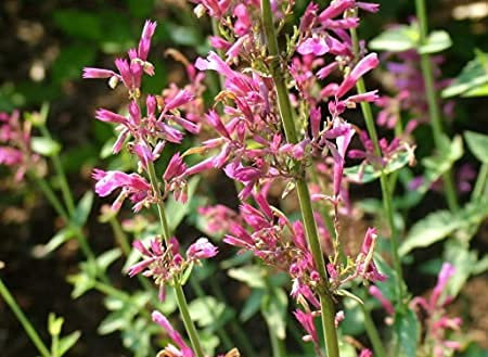 Genipap 10 pezzi di semi di Fiori rosa AGASTACHE Canariensis