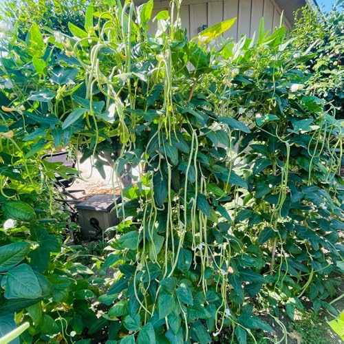 semillas de frijol de jardín - interior variedades antiguas 20pcs
