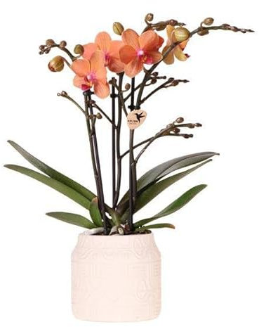 Orchidee Orange Bolzano + Hieroglyph Ziertopf Off White - Topfgröße Ø9cm - Zimmerpflanze