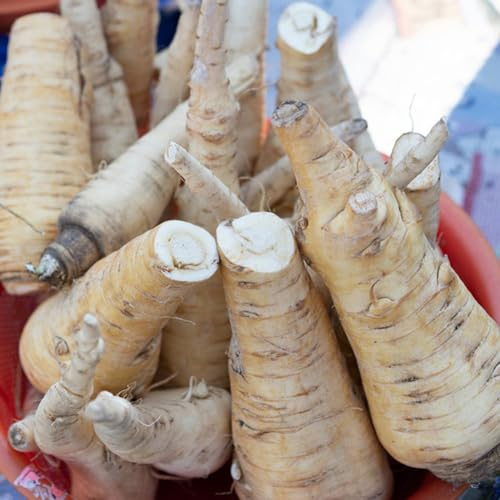 semi di rafano semi di raro per gli amanti del giardino invernali vecchie varietà giardino aromatiche aromatiche da cucina per giardinieri 80pcs