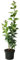 Flieder Katherine Havemeyer rosa-lila bis purpurfarbene Blüte stark duftend ca. 40-60 cm im 3-5 Liter Topf