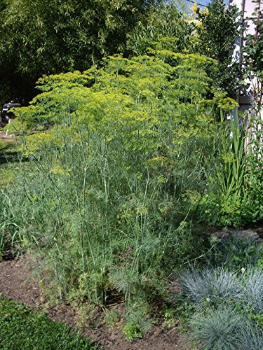 Portal Cool 5G (App. 4000) Dillsamen Mammoth Erbstück Sehr wohlriechend und Bushy Altümlich