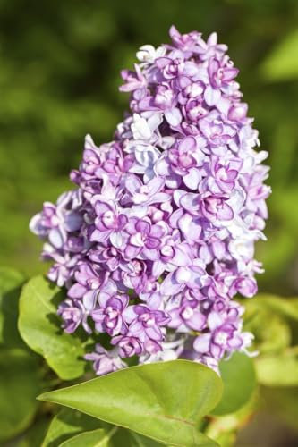 Syringa vulgaris 80–100 cm – Winterhart, Mehrjährig, Pflegeleicht – Flieder – Heckenpflanze für Garten & Sichtschutz