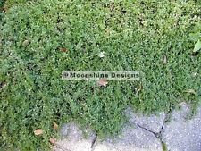 Timo serpillo Semi PKT