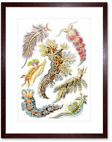 43Rd Plate Ernst Haeckel Kunstformen Der Natur Nudibranch Framed Print B12X4281