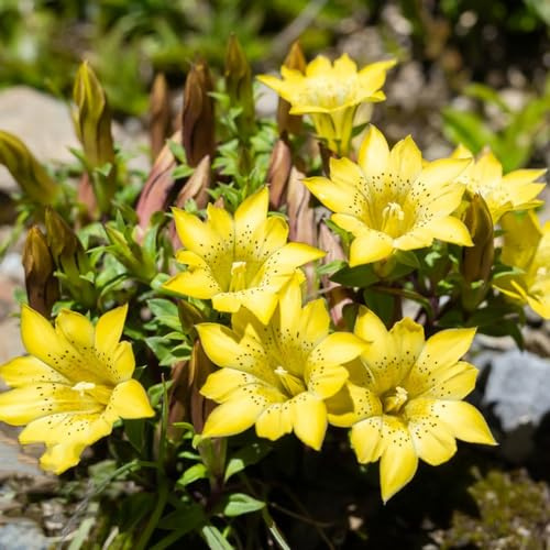 genciana de verano jardín de interior jardín trepadora semillas Cubresuelos resistentes semillas 350pcs