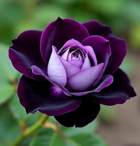 Rosa rara - Arbusto di rosa perenne resistente - Molto profumato - Adatto per la coltivazione in vaso e nel terreno-1 root-D