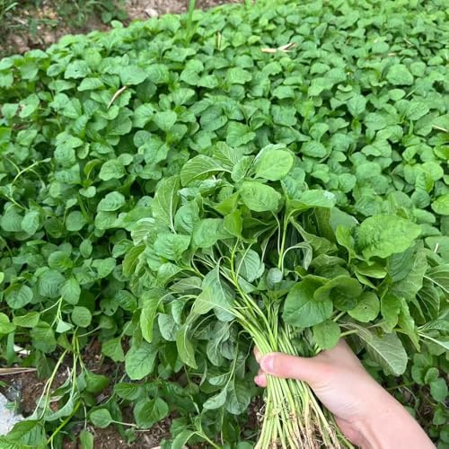 Semillas de amaranto - de cocina regalos sostenibles interior invierno variedades antiguas jardín del balcón semillas 400pcs