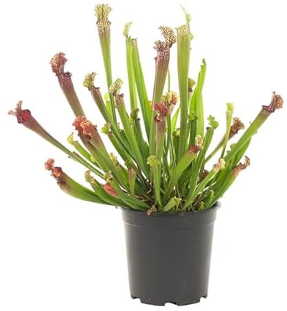 Sarracenia Natural Planta Antimosquitos Carnívora Ideal para tu Patio