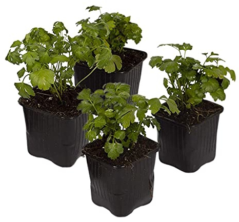Live Aromatic and Edible Herb - Parsley (4 Per Pack), Boosts Immune System, 8 Tall by 4 Wide