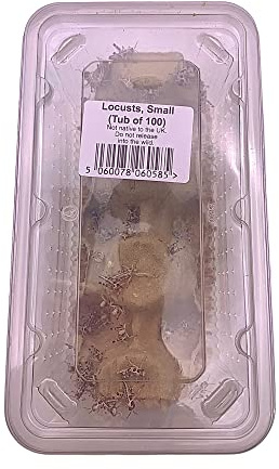 Livefoods4u Small Locust Live Food (10-12mm) Tub of 100- Perfect for Reptiles and Lizards - Sustainably bred