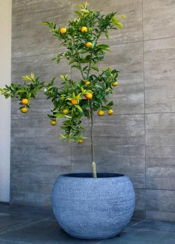 Mandarina Árbol cítrico en maceta de 5L | Para plantar en huerto o jardín | Planta natural de exterior | Para maceta o tierra
