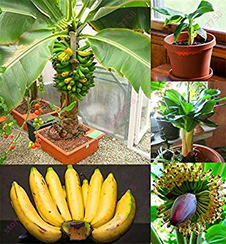 Vistaric 200 Stück Bananensamen, Zwergobstbäume, Milchgeschmack, Outdoor Mehrjährige Fruchtsamen für Gartenpflanzen