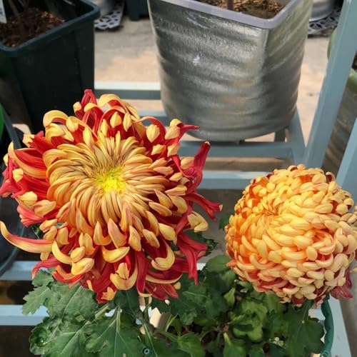 chrysanthemen blumengarten indoor garten chrysantheme wildkräuter blumenwiese herbstaussaat mehrjährig rankpflanzen balkon deko pflanzendeko büropflanzen extrem winterharte 350samen