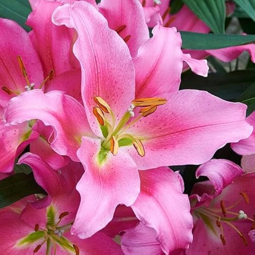 Lilienzwiebeln orientalische Lilie Lilium Zwiebeln Onion Knollen Winterhart Frische mehrjährig duftenden Prachtblüten Hochgewachsene Lilie (Rosa XXL)