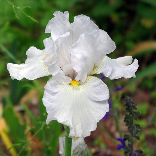 Vivai le Georgiche - Pianta vera di Iris germanica White - Bulbo Giaggiolo