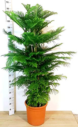 POWERS TO FLOWERS - ARAUCARIA HETEROPHYLLA XXXL, pianta vera