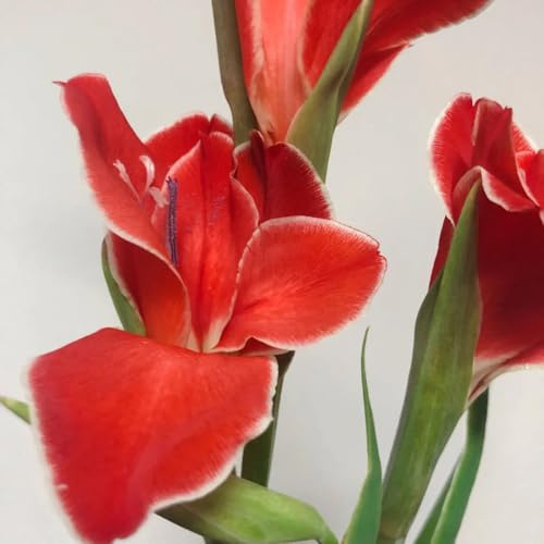 12bulbos Los de gladiolo son perennes y resistentes. macetero, primavera de gladiolo para lugares soleados, jardín