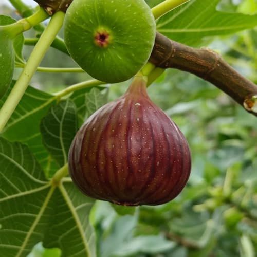 semillas de higuera resistentes - regalos de frutas para los amantes del jardín plantas columnares de balcón frutal frutas exóticas plantas decorativas regalos sostenibles semillas de 400pcs