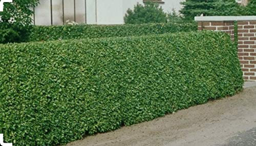 10 Green Privet Hedging 40-60cm Ligustrum Ovalifolium Bareroot Evergreen Plants