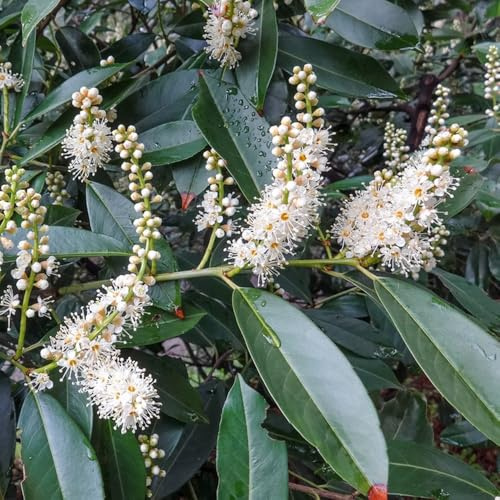 semillas de laurel cerezo - Variedades antiguas, perennes resistentes 200pcs