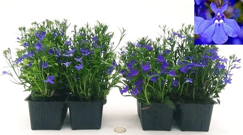 POWERS TO FLOWERS - LOBELIA BLU, 8 PIANTE, piante vere