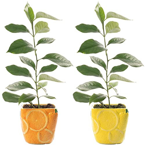 Potted Citrus Houseplant Duo - Lemon & Orange Tree | Evergreen Indoor Live Potted Plant | Fruit Plant for Conservatory, Living Room, Patio, Home, Office | 2 x 9cm Pot, 20-30cm Incl. Pot