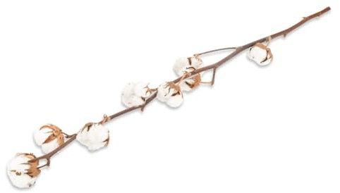 NaDeco Baumwollzweig mit 6 Dolden, Größe ca. 65-75cm Gossypium herbaceum Baumwoll-Zweig mit Knospen Dekozweig Dekoast Baumwoll-Zweig Dekozweige Baumwollfaser Boho-Deko Naturdeko